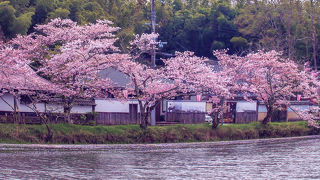 　桜まつりは　近くの池からも　綺麗です！