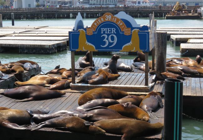 ピア39 クチコミ アクセス 営業時間 サンフランシスコ フォートラベル