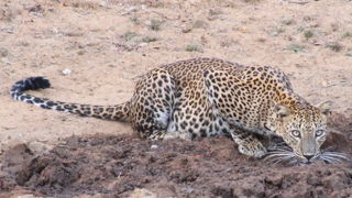 ウィルパットゥ国立公園
