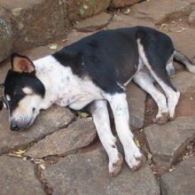 瞑想中？の犬