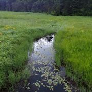 小さな湿原