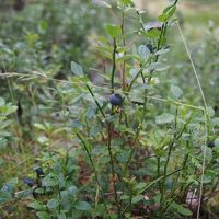 コテージ横の森には、ブルーベリー