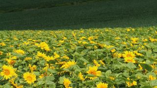 新栄の丘がベスト