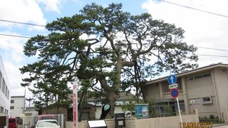 尾崎紅葉が名付けたクロマツ。