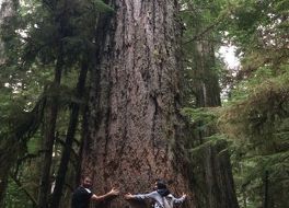 カシードラル グローブ