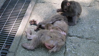 見につまされます