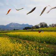 眼にも鮮やか黄色の絨毯！蝶になって飛び回りたい