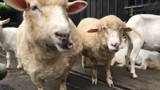 小さい子供にちょうどいい！昭和レトロな遊園地