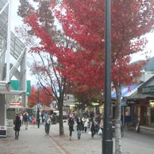 綺麗に紅葉している街路樹。