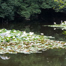 南池、アオサギが居ます