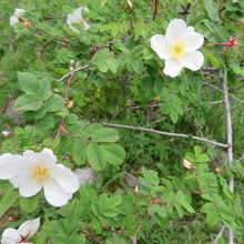 お花も咲いています