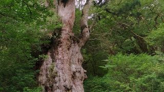 縄文杉トレッキングツアー、道の駅観光さんはオススメしません
