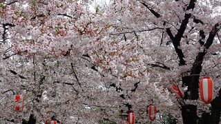 地元の方々に親しまれている桜