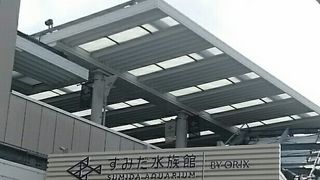 金魚展良かったです。