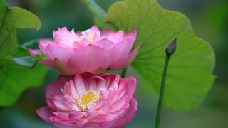 今年はハスの生育が悪かった