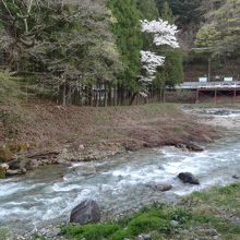 桜が咲いていました。