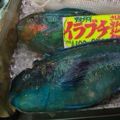 変わったお魚が見れました