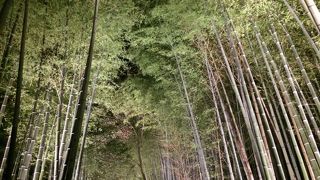 嵯峨野 竹林の道