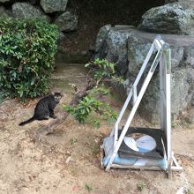 ねこもいました