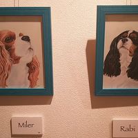 キャバリア やっぱり可愛い(ﾉ≧▽≦)ﾉ