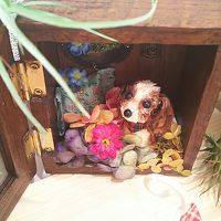 ミニチュアです！ プリティー(*≧∀≦*)