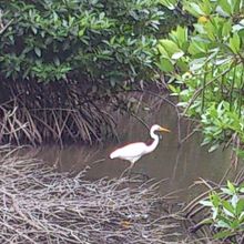 サギの一種か・・