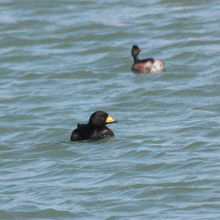 クロガモ（黒鴨）♂ 