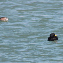 クロガモ（黒鴨）♂ 