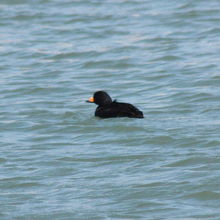 クロガモ（黒鴨）♂ 