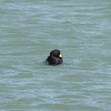 クロガモ（黒鴨）♂ 