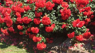 バラ園は見事。こじんまりした植物園です。