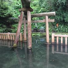 水がコンコンと湧き出る