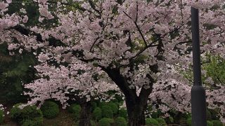 満開の桜綺麗でした