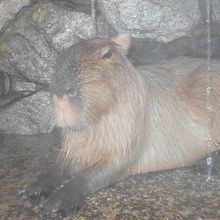 カピバラ温泉