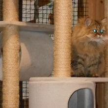 PAWキャットルーム