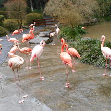 フラミンゴ