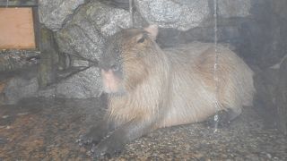 カピバラの聖地