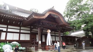 蓮の花もきれいでした。