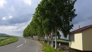 そばの白樺並木にも注目