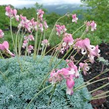 プリン型コマクサ