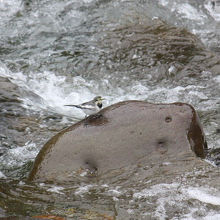 吹割渓谷のハクセキレイ