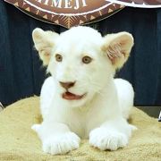 ホワイトライオンの赤ちゃんと記念撮影！