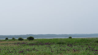 ラムサール条約登録地です。