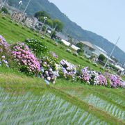 毎年６月にあじさい祭りをやります