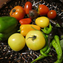 料理に使われる野菜たち