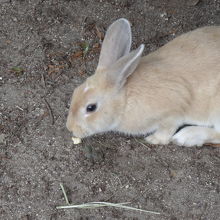 健康そうなうさぎ。
