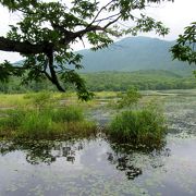 白樺の林が綺麗で気持ちの良い公園です。