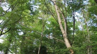 沼めぐりが出来る歩きやすい散策路です