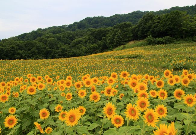 夏場はひまわり畑に