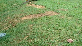 まさかの野生？のコモドドラゴン